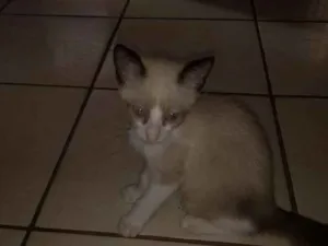 Gato raça Mestiço sianez idade Abaixo de 2 meses nome Menininho