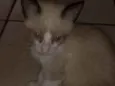 Menininho