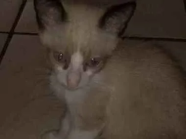 Gato raça Mestiço sianez idade Abaixo de 2 meses nome Menininho