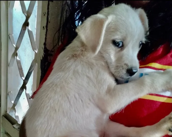 Cachorro ra a SRD idade 2 a 6 meses nome Cacau 