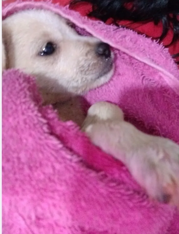 Cachorro ra a SRD idade 2 a 6 meses nome Cacau 