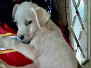 Cachorro raça SRD idade 2 a 6 meses nome Cacau 