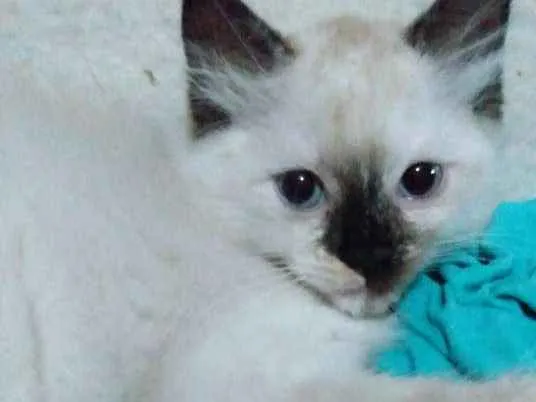 Gato ra a Não definida idade 2 a 6 meses nome Mafalda