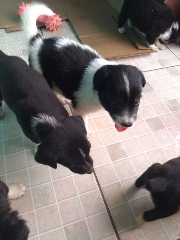 Cachorro raça Não  definida idade Abaixo de 2 meses nome Sem nome