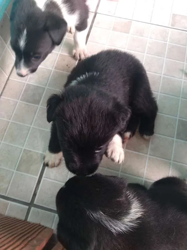 Cachorro raça Não  definida idade Abaixo de 2 meses nome Sem nome