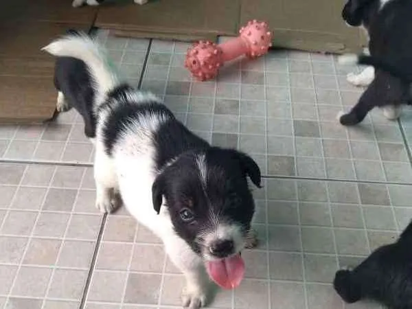 Cachorro raça Não  definida idade Abaixo de 2 meses nome Sem nome