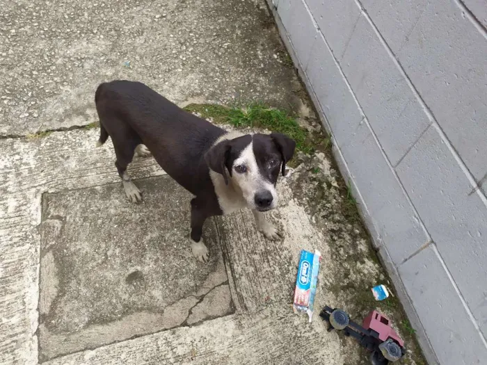Cachorro ra a Vira-latas idade 1 ano nome Sem nome