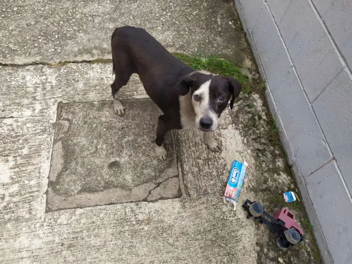 Cachorro ra a Vira-latas idade 1 ano nome Sem nome
