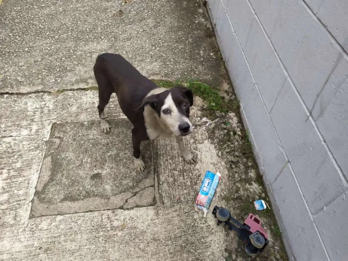 Cachorro ra a Vira-latas idade 1 ano nome Sem nome