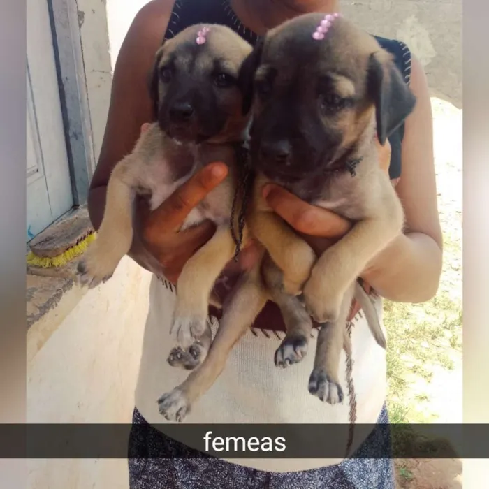 Cachorro raça Srd idade Abaixo de 2 meses nome Filhotes