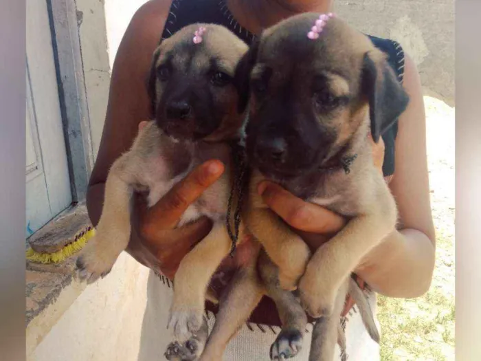Cachorro raça Srd idade Abaixo de 2 meses nome Filhotes