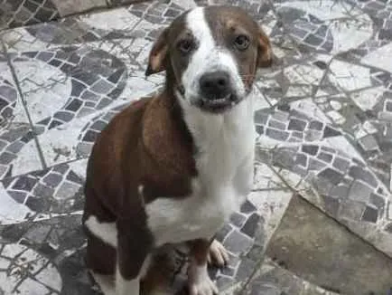 Cachorro ra a Mestico idade 7 a 11 meses nome Perola