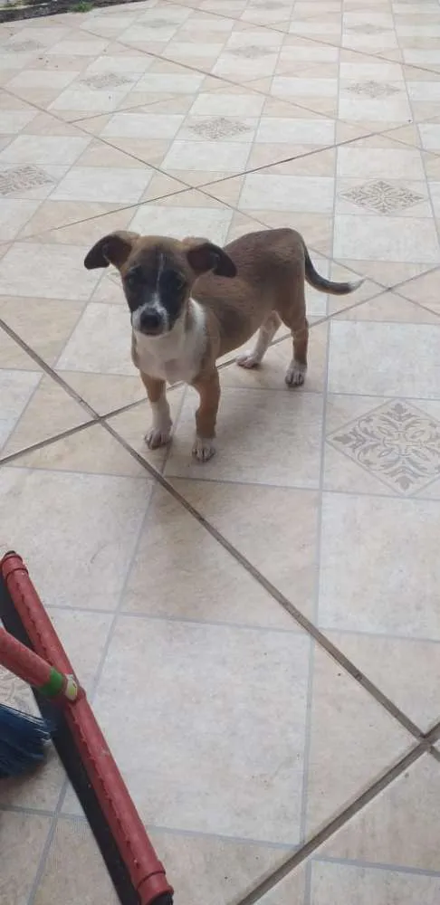 Cachorro ra a Vira-lata idade 2 a 6 meses nome Laica