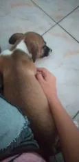 Laica