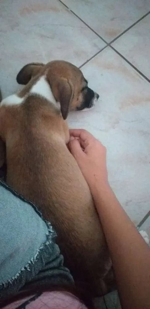 Cachorro ra a Vira-lata idade 2 a 6 meses nome Laica