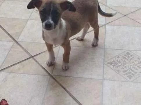 Cachorro ra a Vira-lata idade 2 a 6 meses nome Laica