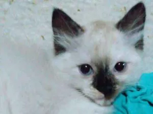 Gato raça Não definida idade 2 a 6 meses nome Mafalda