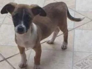 Cachorro raça Vira-lata idade 2 a 6 meses nome Laica