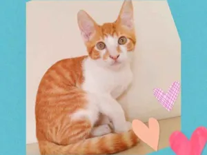 Gato raça srd idade 2 a 6 meses nome Romeu 