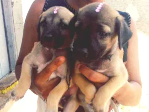 Cachorro raça Srd idade Abaixo de 2 meses nome Filhotes