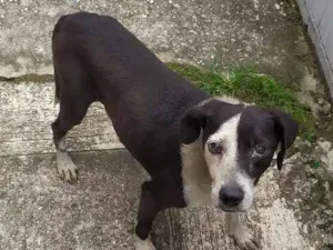 Cachorro raça Vira-latas idade 1 ano nome Sem nome