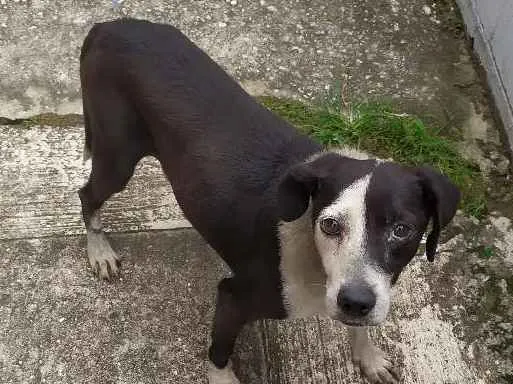 Cachorro ra a Vira-latas idade 1 ano nome Sem nome