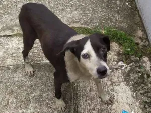 Cachorro raça Vira-latas idade 1 ano nome Sem nome