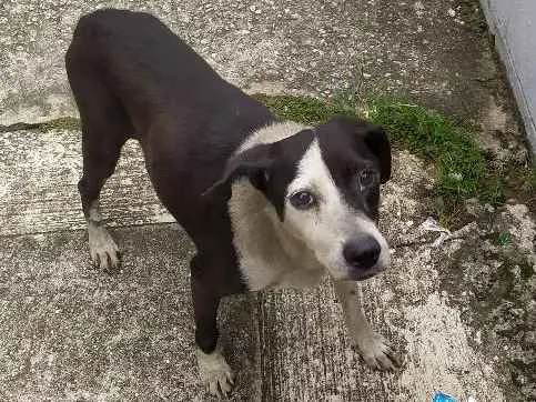 Cachorro ra a Vira-latas idade 1 ano nome Sem nome