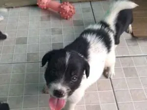 Cachorro raça Não  definida idade Abaixo de 2 meses nome Sem nome