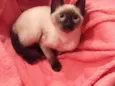 Lilo