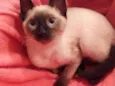 Lilo