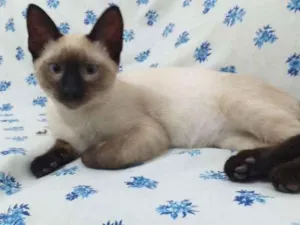 Gato raça SRD idade 2 a 6 meses nome Lilo