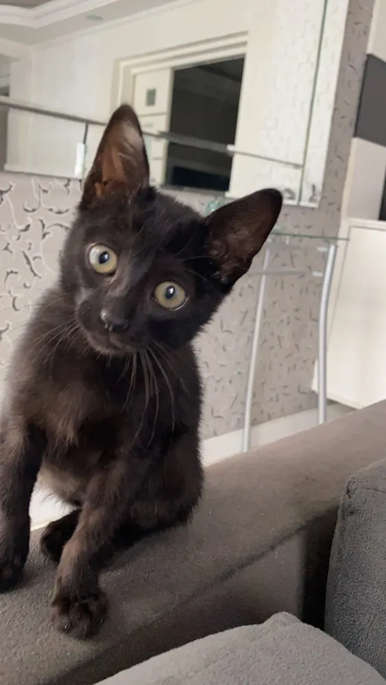 Gato ra a  idade 2 a 6 meses nome Pingo 