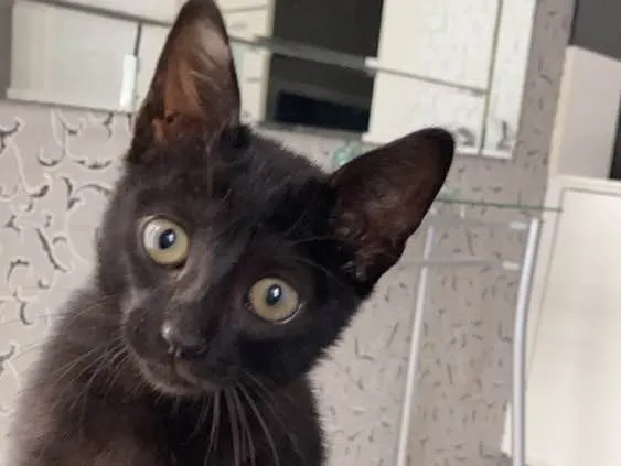 Gato ra a  idade 2 a 6 meses nome Pingo 
