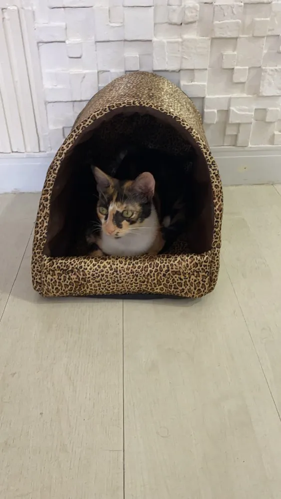 Gato ra a  idade 7 a 11 meses nome Milla 