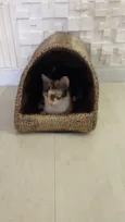 Milla