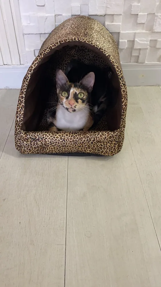 Gato ra a  idade 7 a 11 meses nome Milla 