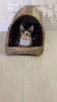 Milla