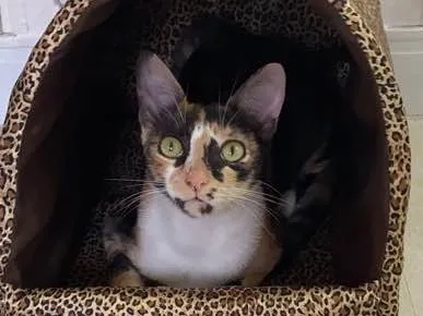 Gato ra a  idade 7 a 11 meses nome Milla 