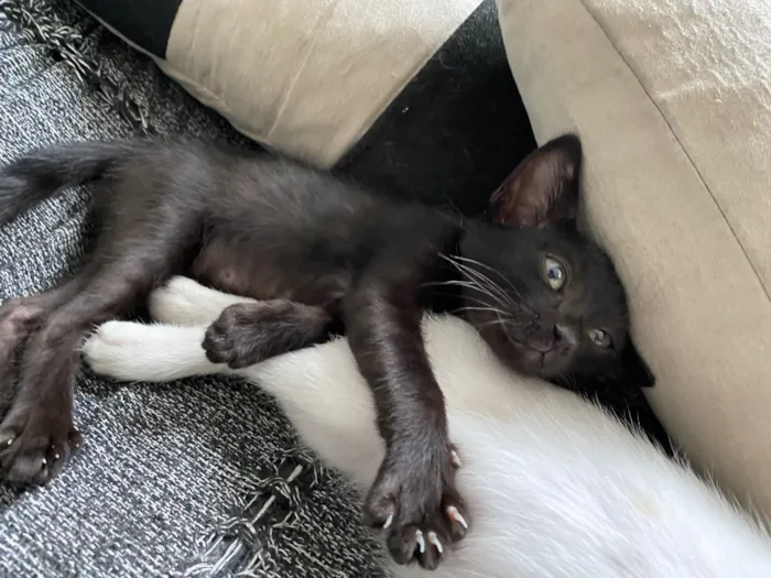 Gato ra a  idade 2 a 6 meses nome Pingo 