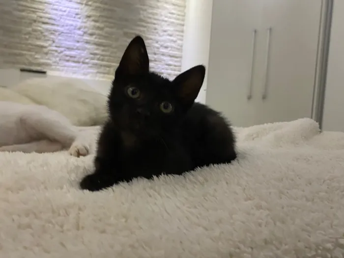 Gato ra a  idade 2 a 6 meses nome Pingo 