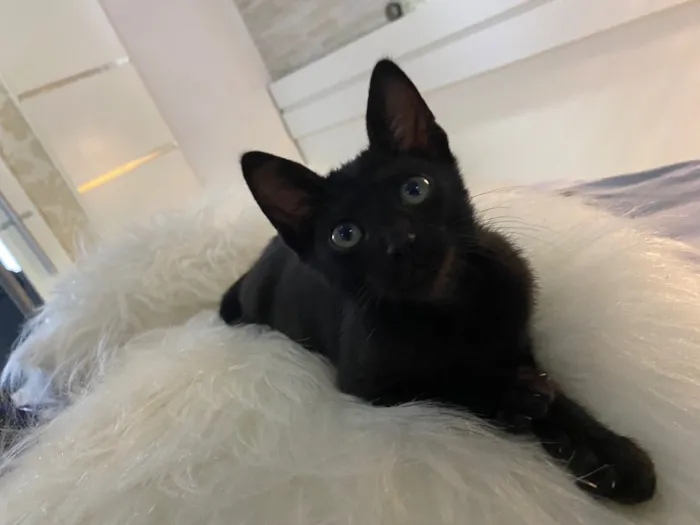 Gato ra a  idade 2 a 6 meses nome Pingo 