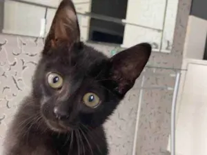Gato raça  idade 2 a 6 meses nome Pingo 