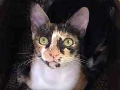 Gato ra a  idade 7 a 11 meses nome Milla 