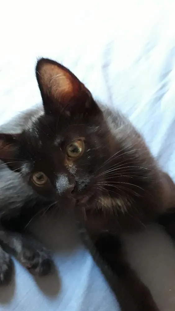 Gato raça SRD idade 2 a 6 meses nome Sem nome definido