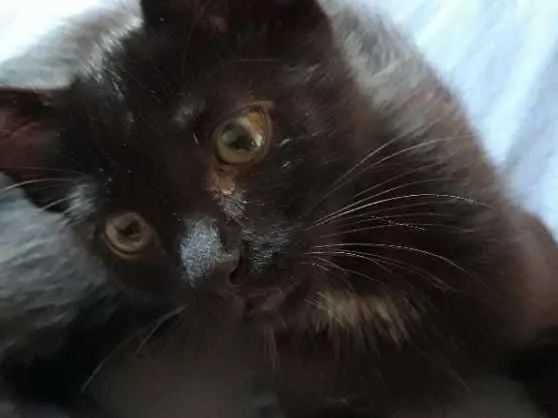 Gato raça SRD idade 2 a 6 meses nome Sem nome definido