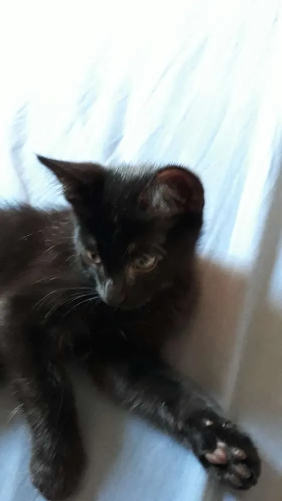 Gato raça SRD idade 2 a 6 meses nome Sem nome definido