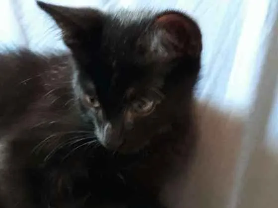 Gato raça SRD idade 2 a 6 meses nome Sem nome definido