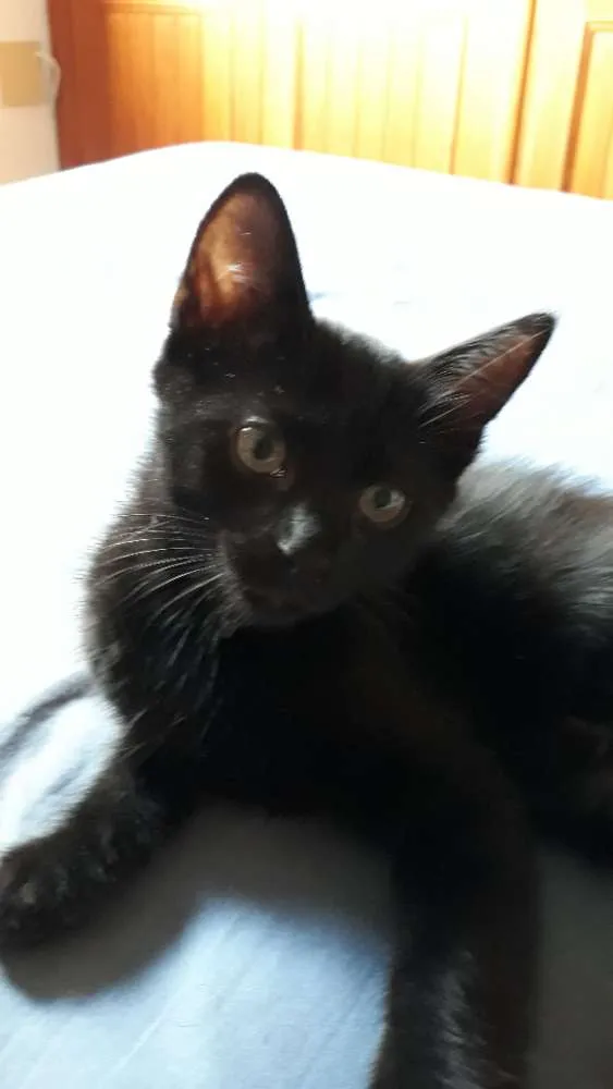 Gato raça SRD idade 2 a 6 meses nome Sem nome definido