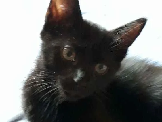 Gato raça SRD idade 2 a 6 meses nome Sem nome definido